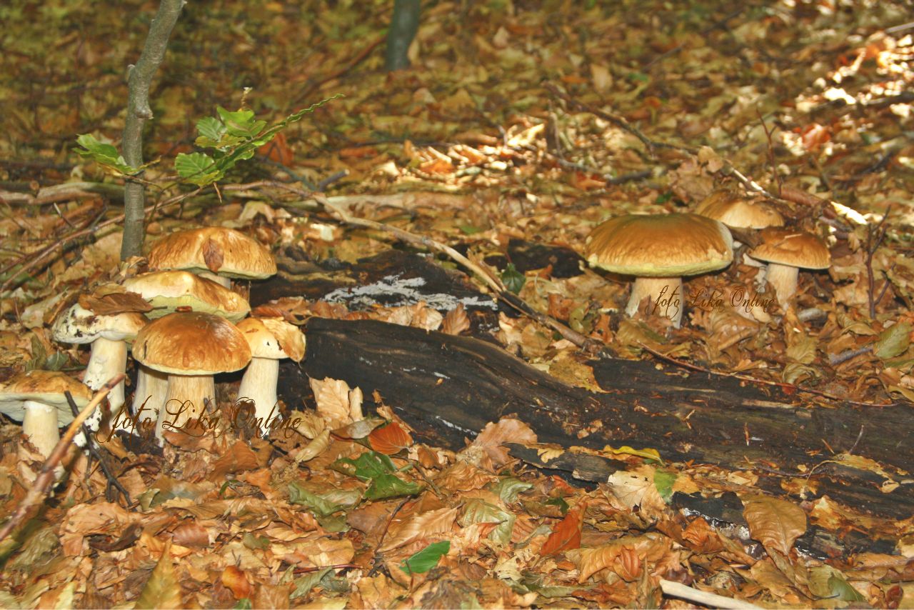 Ne konzumirajte gljive ako niste sigurni u njihovu jestivost