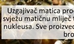 MaticeAD