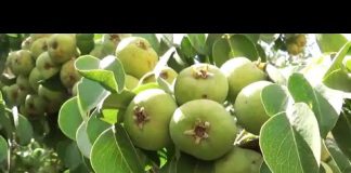 U modi su opet skromne tepke…