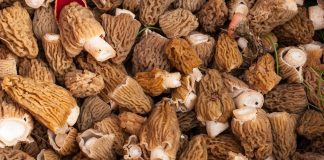 Smrčak ove godine kasni!