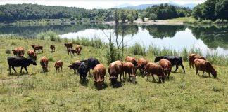 Na području Općine Lovinac lakša dostupnost veterinara