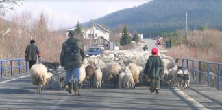 Opet krenula krađa janjaca