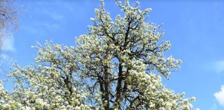 Cvjetanje voćki uspjelo, ali nam valja pričekati jesen