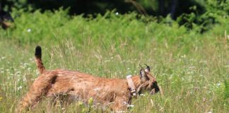 Ispušten mužjak risa na Velebitu