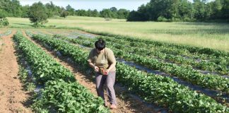 Krenule ličke jagode, zajamčeno bez pesticida