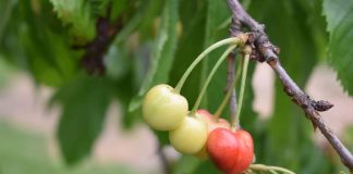 Uskoro dozrijevaju ličke trešnje