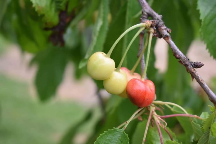 received_587695659279307