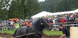 Natjecanje u vuči trupaca u Gospiću