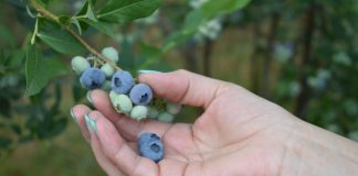 Borovnice, maline, jagode, kupine-čisto zdravlje iz Like