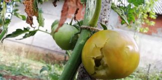 Željno iščekivali kišu, dočekali vrlo jaku tuču