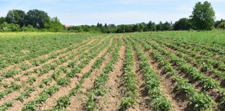 Kiša je donijela zahlađenje