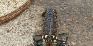 U Karlobagu pao još jedan rarog