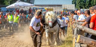 Niti jedan par konja teške kategorije nije uspio prijeći s trupcem cijelu stazu