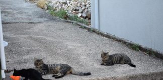 Kada mačke čekaju svoj red…