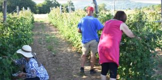 Tuča masakrirala okućnice, maline su prošle „lišo“