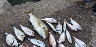 Ovoga vikenda ženska ribolovna elita u Karlobagu