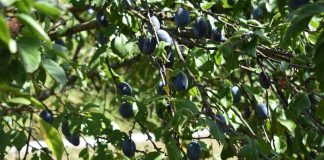 Šljive treba navodnjavati