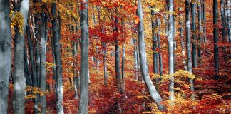 Eto nam jeseni. I kalendarski!!!