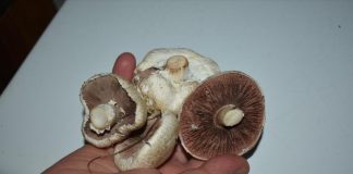 Vlaga je izmamila pečurke