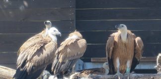 Predstavljen projekt očuvanja bjeloglavog supa u Hrvatskoj