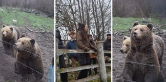 FOTO Pogledajte kako izgleda priprema medvjeda iz Kutereva za zimski san