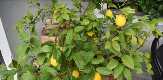 Karlobaški kontrasti