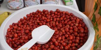 Šipak kao izvor zdravlja