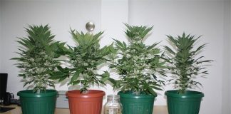 U stanu imao mini-laboratorij za uzgoj i preradu marihuane