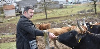 Skromna buša sve više osvaja Liku i Hrvatsku