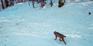 Praćenje životinjskih predatora u ličkim lovištima