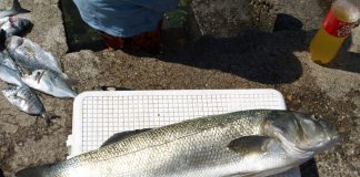 Dozvole za ribolov na moru