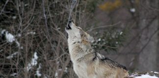 Povećava se naknada štete za životinje stradale od vukova