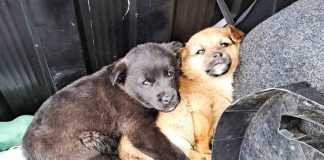 U Otočcu u snijegu odbačena dva slatka štenca