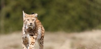 Tajanstveni stanovnik Plitvica: gdje je danas ris Kras?