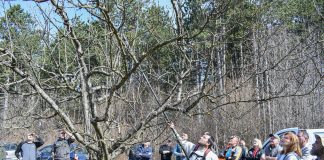 Radionica rezidbe voćaka