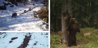 Kamere na Plitvičkim jezerima otkrivaju bogatstvo biljnog i životinjskog svijeta