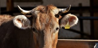 Otkrivene nove činjenice o slučaju prevare s kupovinom goveda u Karlobagu