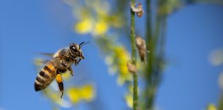 Pčele su ovih dana vrlo aktivne „u poslu“!
