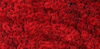 Sretan vam Dan žena!