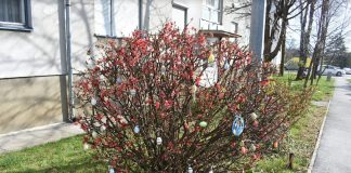 Urešeni grmovi i cvjetovi, simbolika koju treba posebno štovati