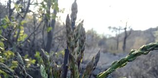 A šparoga kao u priči!