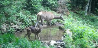 Košuta s mladunčetom na Plitvicama: zabilježen rijedak susret u prirodi