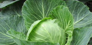 Evo kako se pravilno kiseli kupus — lička tradicija koja spaja generacije