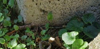 Jutarnji obrok u Cesarici