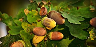 Zbog slabog uroda, ove godine nema sakupljanja žira u Lici