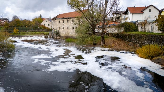 Novčica pjena (2)