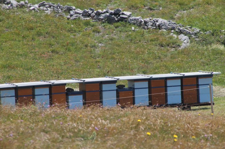 Pčele ljeti trebaju vodu jednako kao i nektar: Jedna pogreška može oslabiti cijelu zajednicu