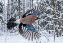 Šojka na Plitvicama ima važnu ulogu u očuvanju šuma