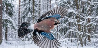 Šojka na Plitvicama ima važnu ulogu u očuvanju šuma