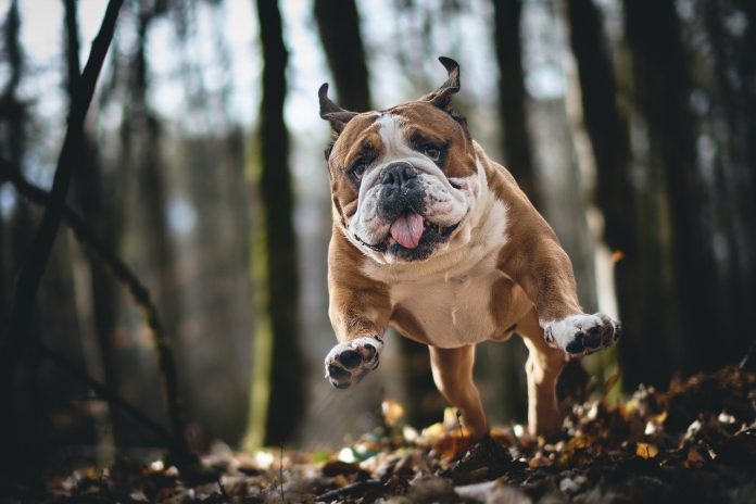 Bulldog pixabay
